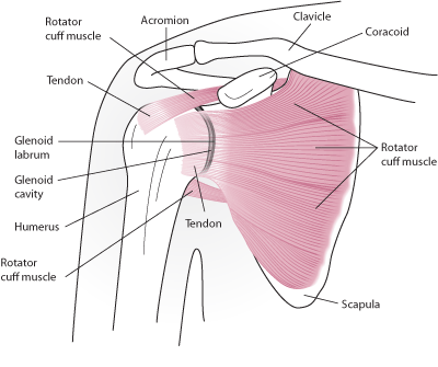 Fx_shoulder_anatomy