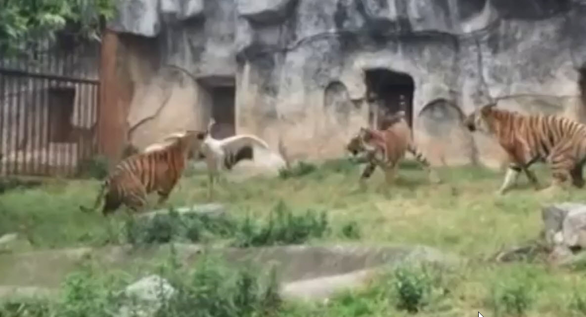 White-Crane-vs-Tigers