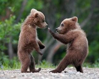 bear_WingChun